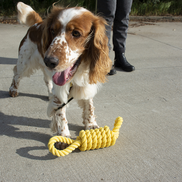 305/468715 Köpek Dental Sarı Halat, Oyun İpi Oyuncak 32 cm 305/468715 Köpek Dental Sarı Halat, Oyun İpi Oyuncak 32 cm