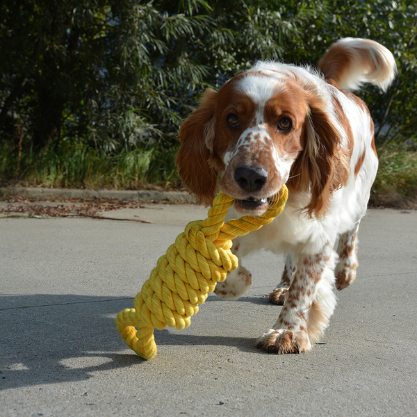 305/468722 Köpek Dental Sarı Halat, Oyun İpi Oyuncak 42 cm 305/468722 Köpek Dental Sarı Halat, Oyun İpi Oyuncak 42 cm