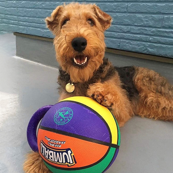 6343 Jumball Tutmalı Renkli Basket Topu Köpek Oyun 6343 Jumball Tutmalı Renkli Basket Topu Köpek Oyun