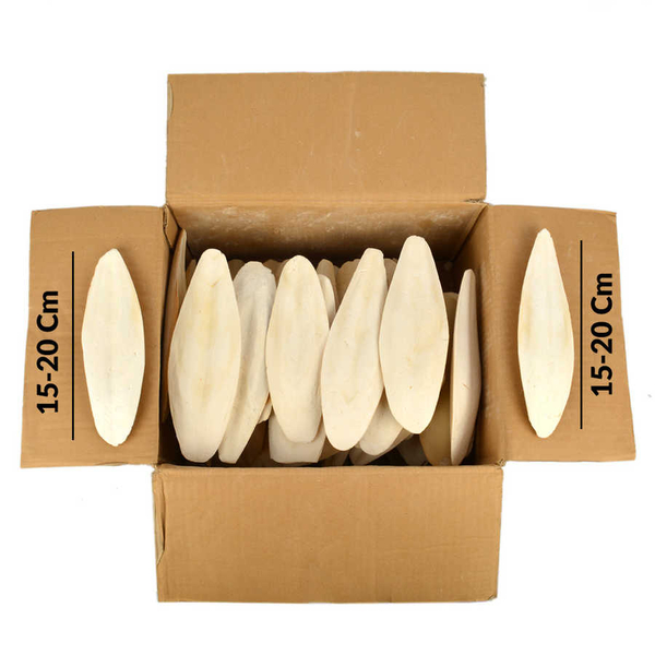 Büyük Boy Dökme Mürekkep Bal.Kemiği 3 Kg (Kalamar) 15-20 cm. Büyük Boy Dökme Mürekkep Bal.Kemiği 3 Kg (Kalamar) 15-20 cm.