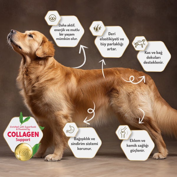 Felicia 6 Kg (2x3 Kg) Kolajenli Somonlu Az Tahıllı M/Large Yetişkin Köpek Maması. Breed HypoAllergenic Köpek Maması Felicia 6 Kg (2x3 Kg) Kolajenli Somonlu Az Tahıllı M/Large Yetişkin Köpek Maması. Breed HypoAllergenic Köpek Maması